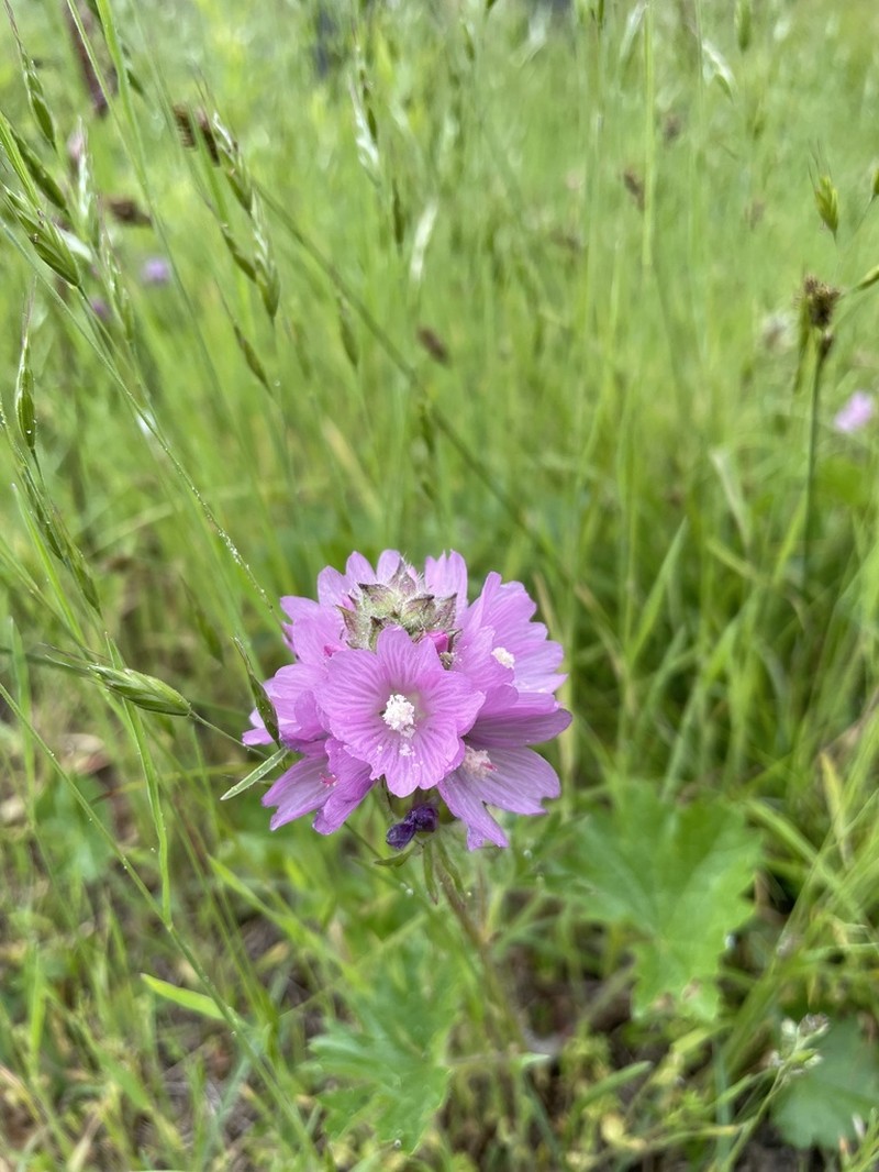 Bristlystem Checkerbloom
