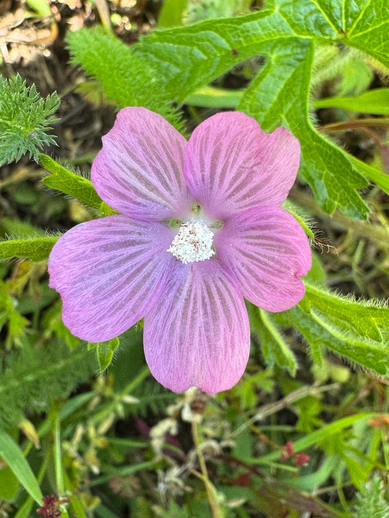 Bristlystem Checkerbloom photo 2