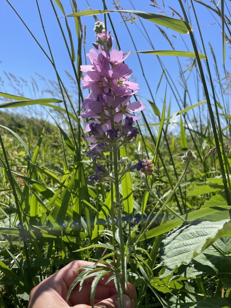 Bristlystem Checkerbloom photo 3