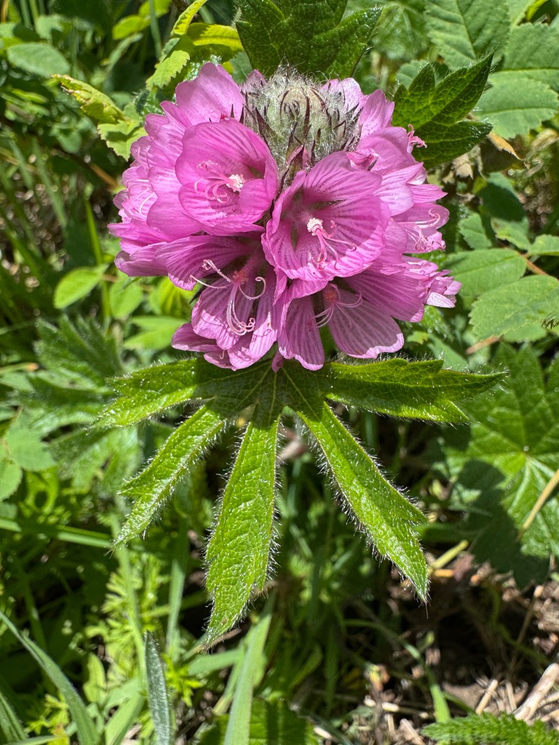 Bristlystem Checkerbloom photo 4