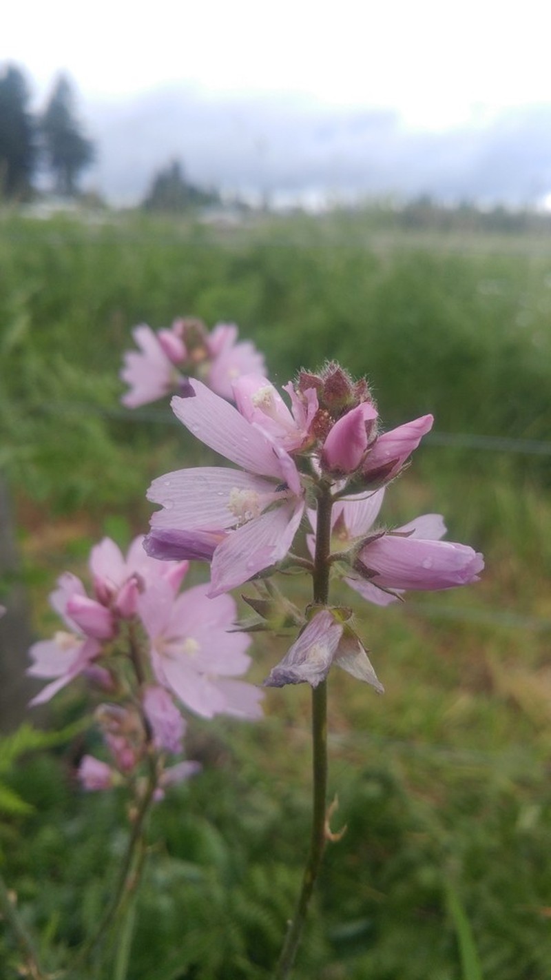 Bristlystem Checkerbloom photo 5