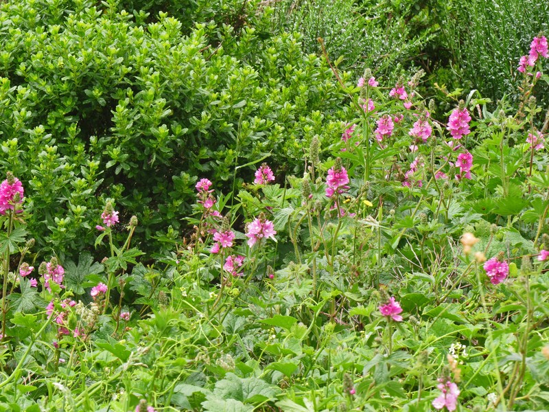 Bristlystem Checkerbloom photo 6