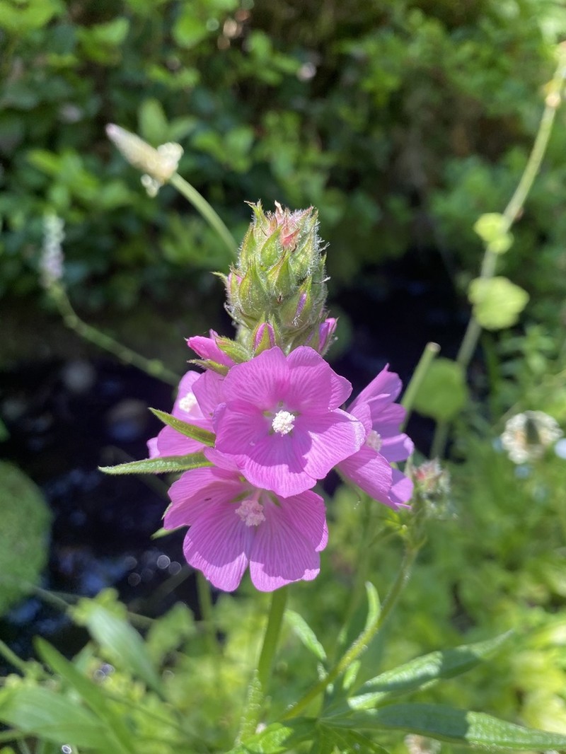 Bristlystem Checkerbloom photo 7
