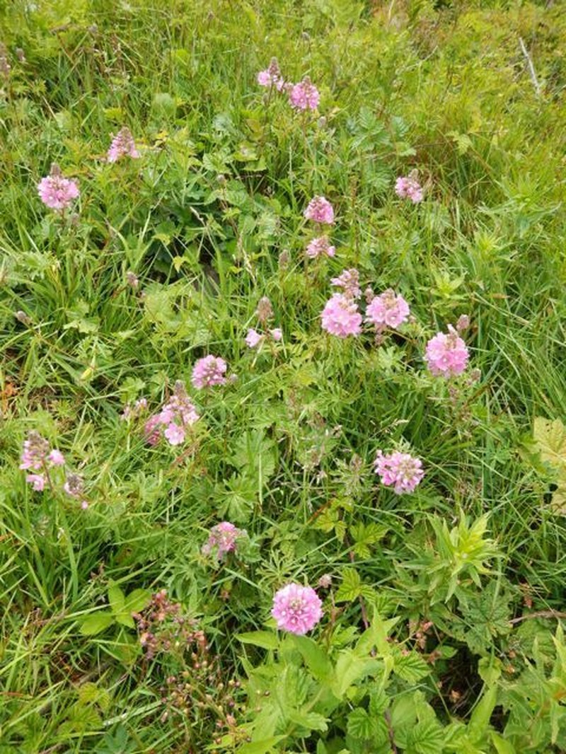 Bristlystem Checkerbloom photo 8