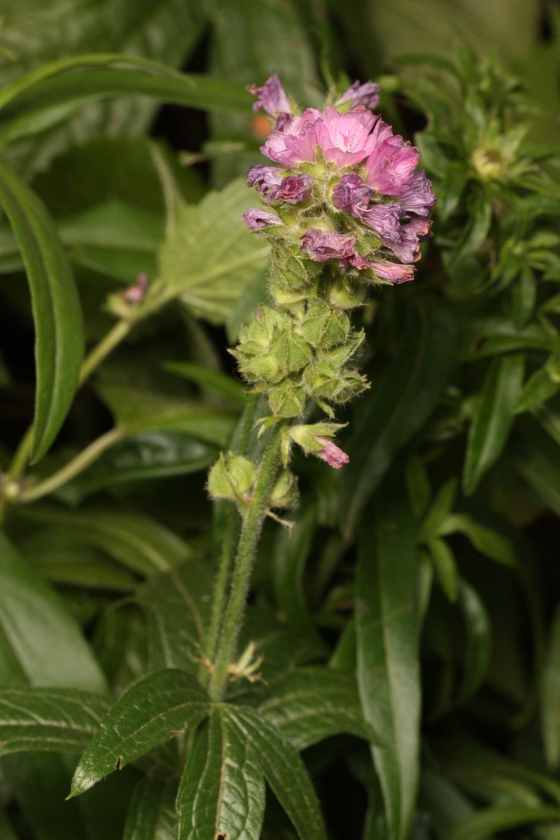 Bristlystem Checkerbloom