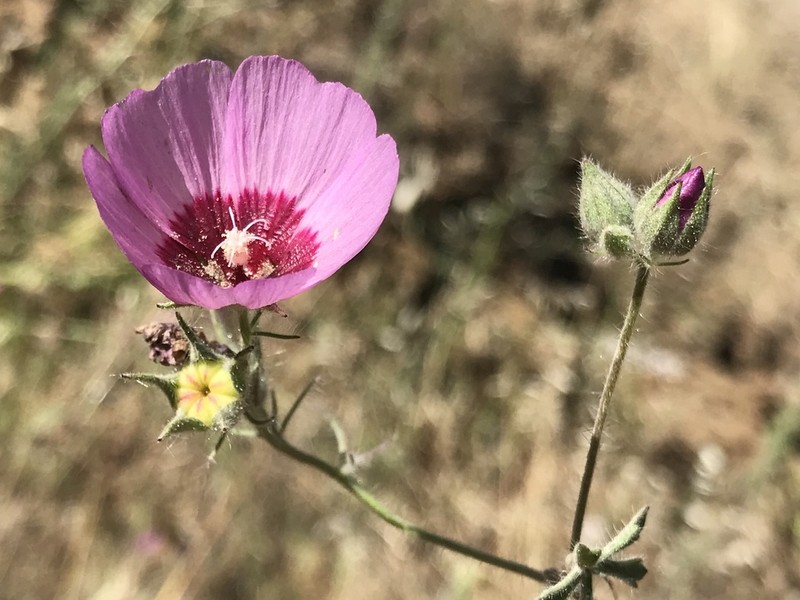 Keck's Checkerbloom photo 2