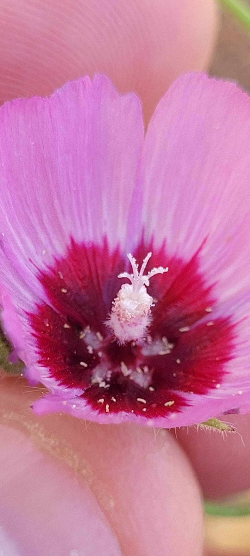 Keck's Checkerbloom photo 3