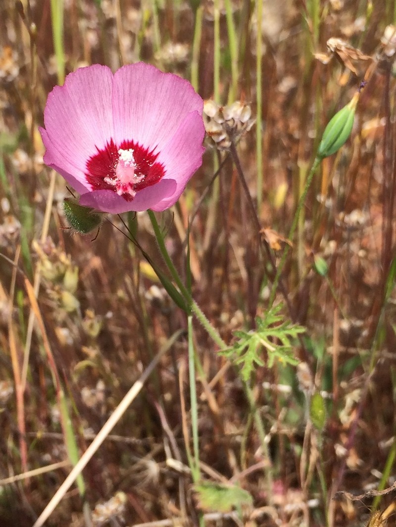 Keck's Checkerbloom photo 4