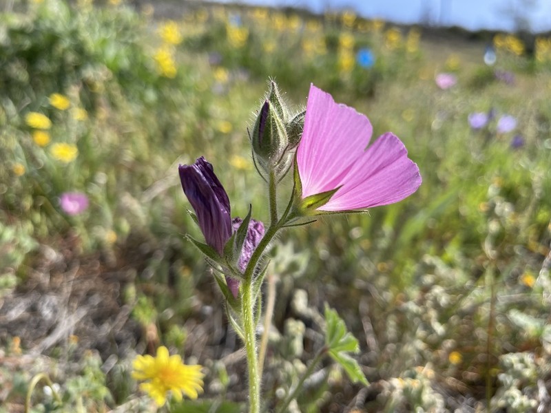 Keck's Checkerbloom photo 5