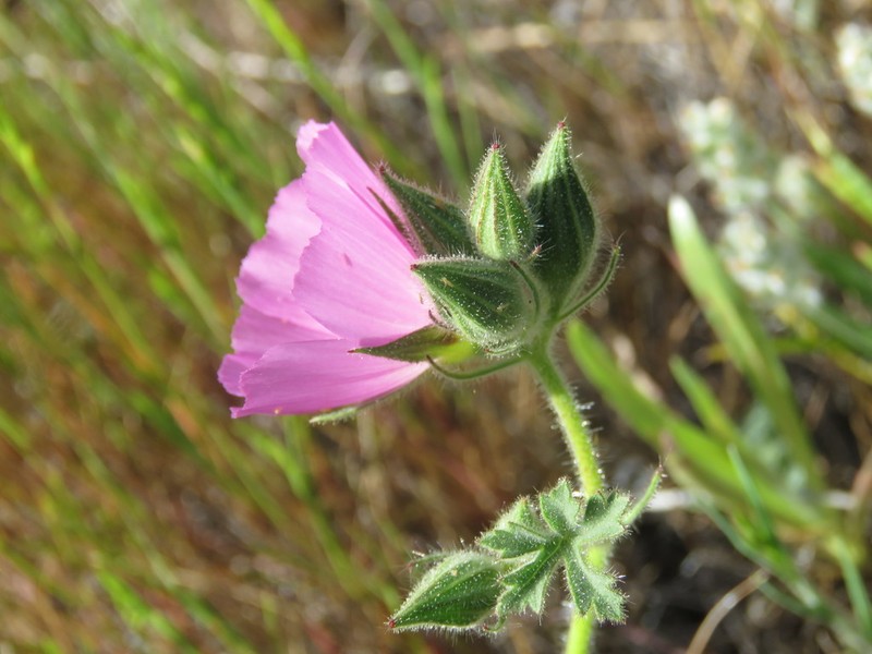 Keck's Checkerbloom photo 6