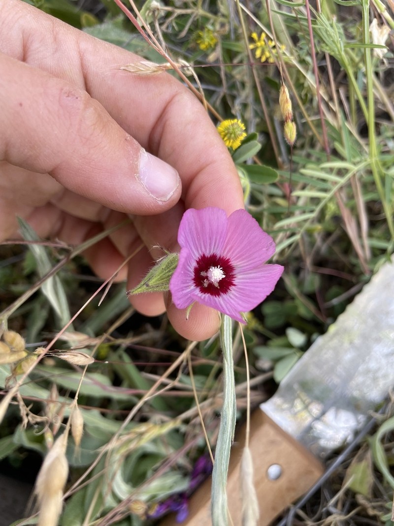 Keck's Checkerbloom photo 7