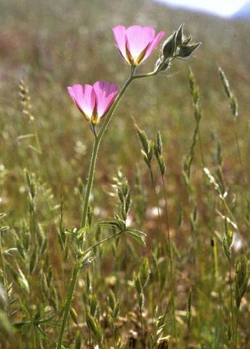 Keck's Checkerbloom