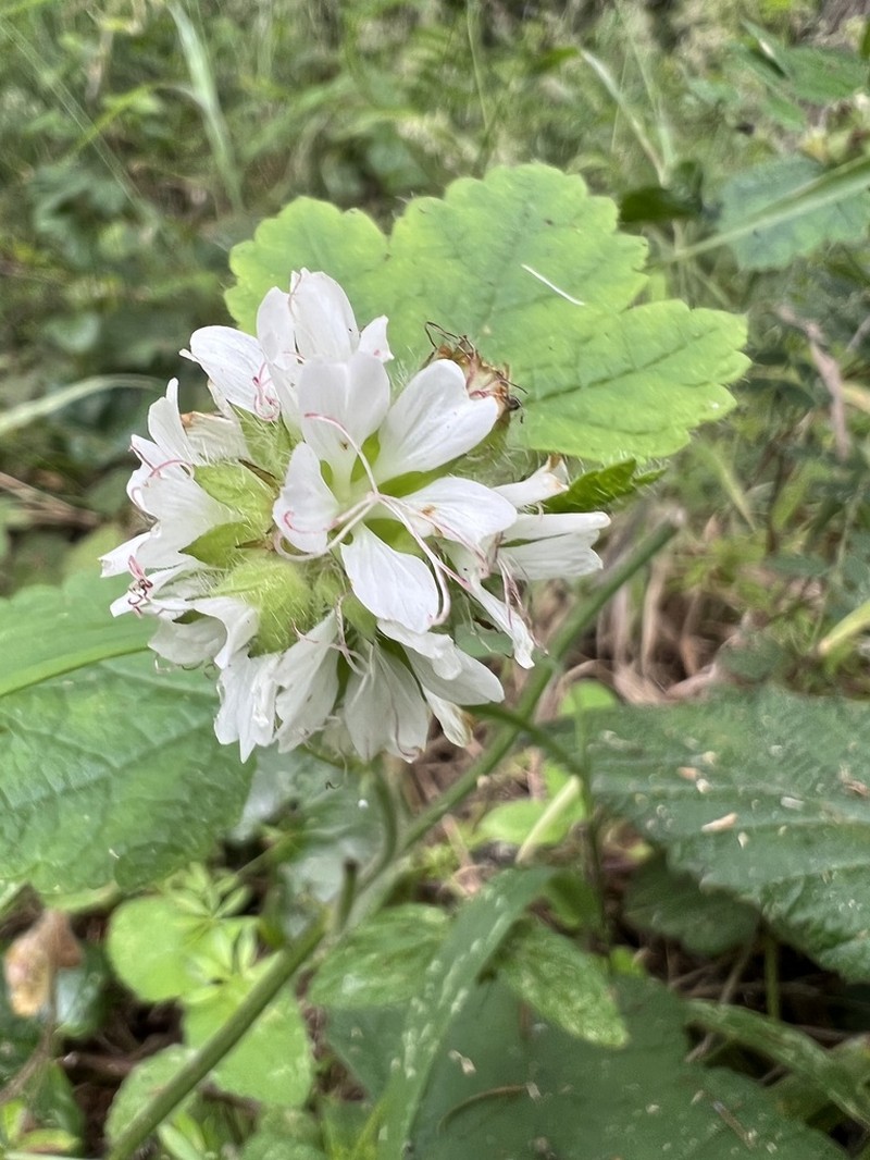 Mapleleaf Checkerbloom photo 3