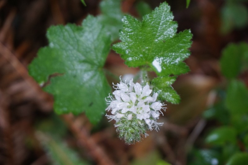 Mapleleaf Checkerbloom photo 4