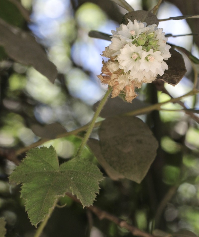 Mapleleaf Checkerbloom photo 5