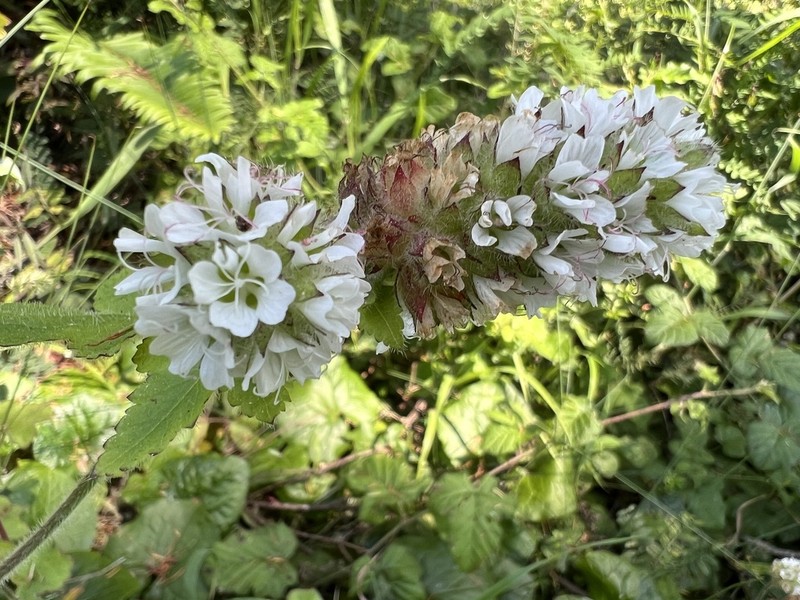 Mapleleaf Checkerbloom photo 6