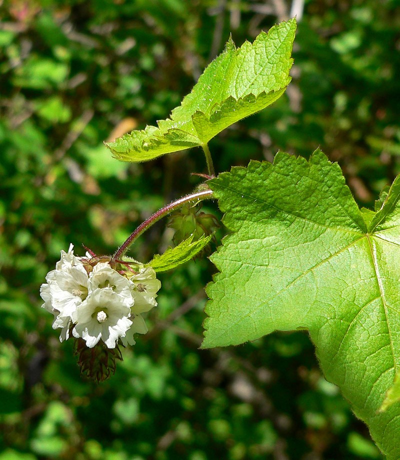 Mapleleaf Checkerbloom