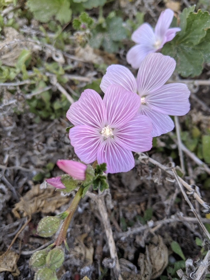 Dwarf Checkerbloom photo 4