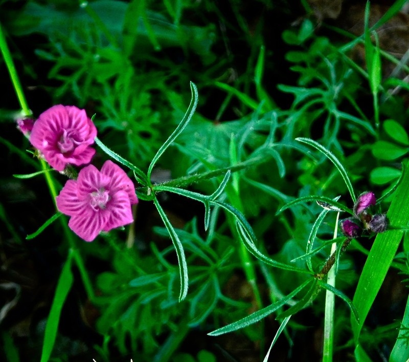 Dwarf Checkerbloom photo 5