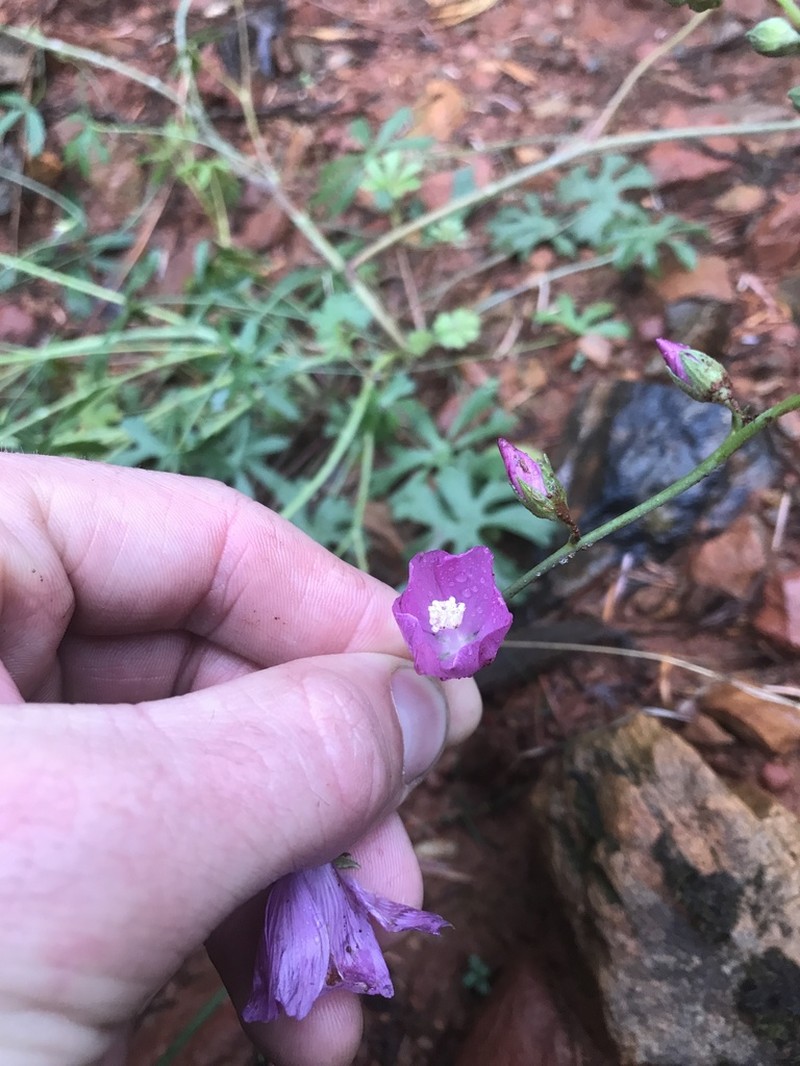 Dwarf Checkerbloom photo 6