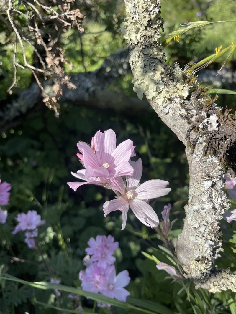 Dwarf Checkerbloom photo 7