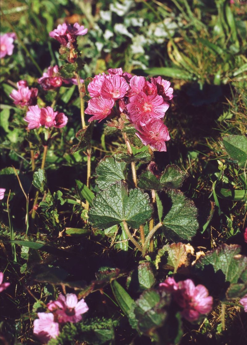 Dwarf Checkerbloom photo 6