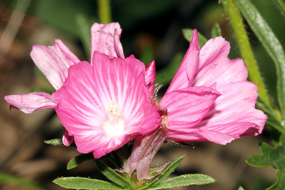 Dwarf Checkerbloom photo 7