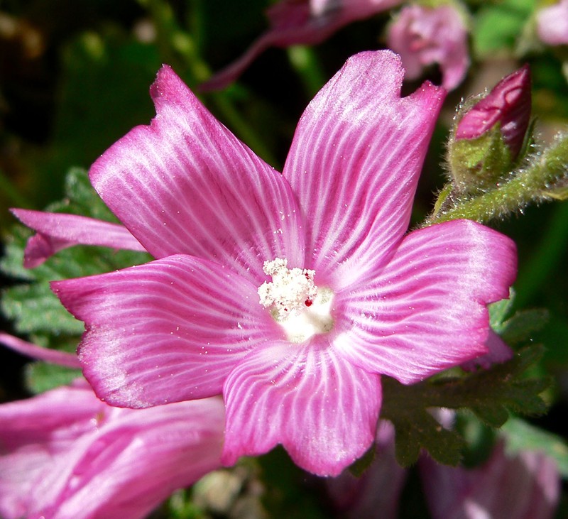 Dwarf Checkerbloom
