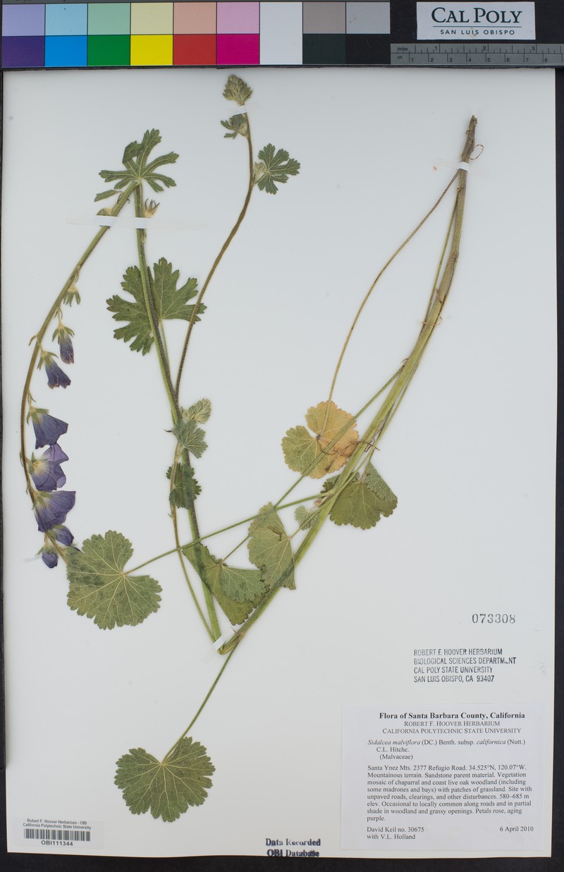 Sidalcea malviflora subsp. californica