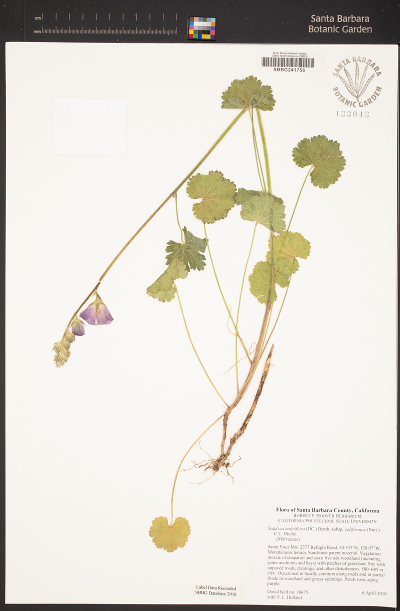 Sidalcea malviflora subsp. californica photo 2