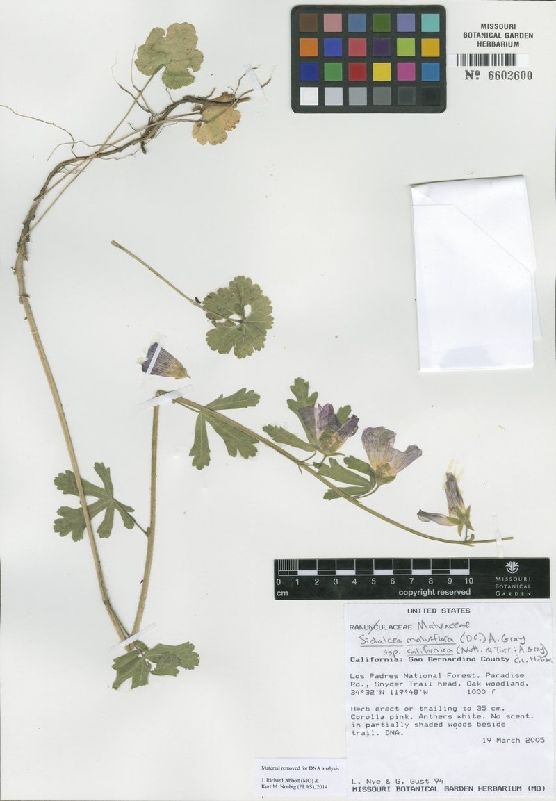 Sidalcea malviflora subsp. californica photo 3