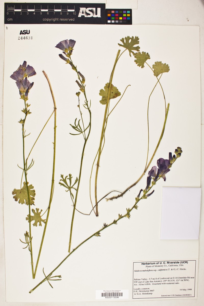 Sidalcea malviflora subsp. californica photo 4