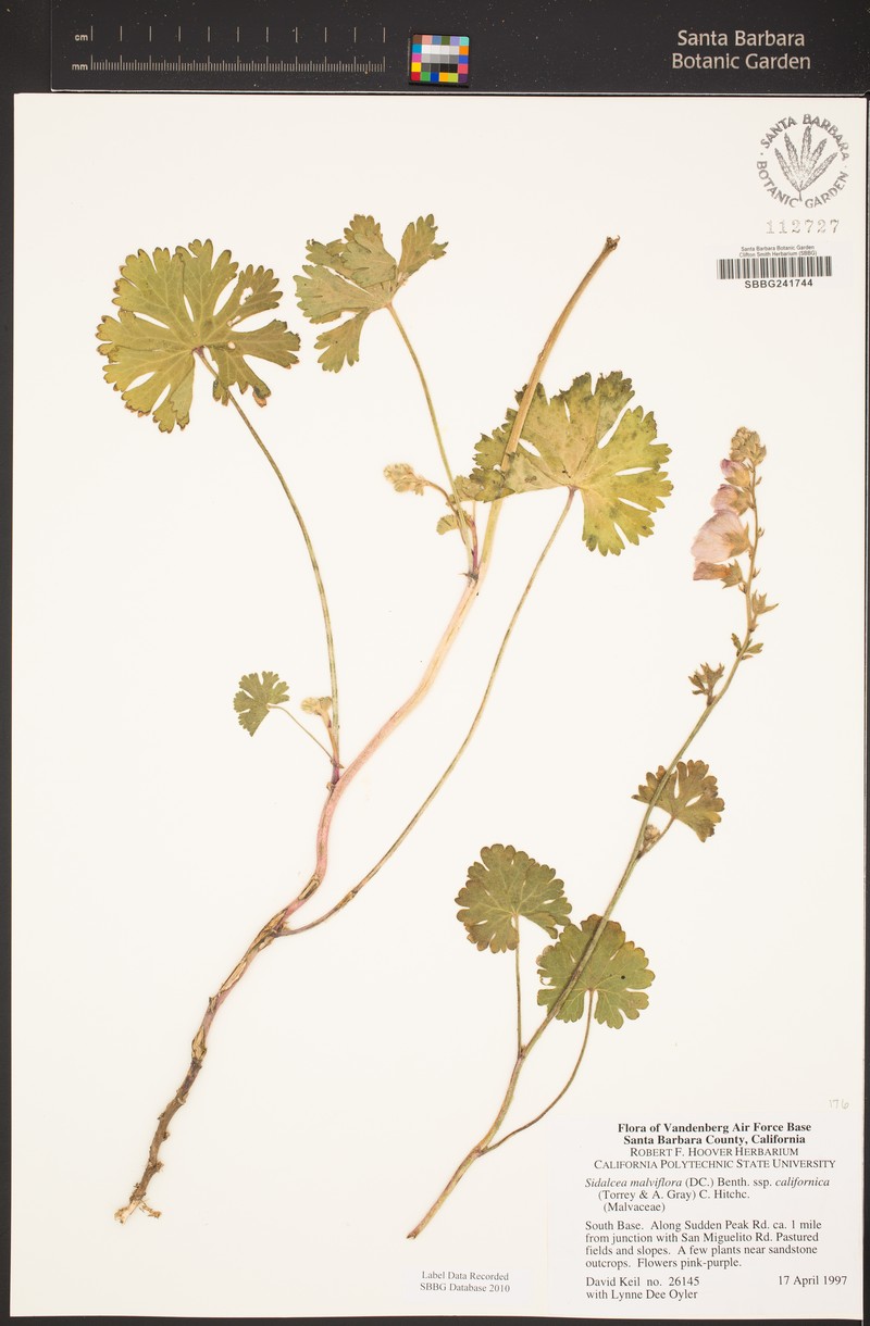 Sidalcea malviflora subsp. californica photo 5