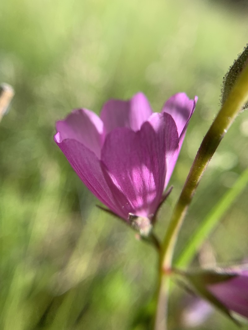 Sidalcea malviflora subsp. dolosa