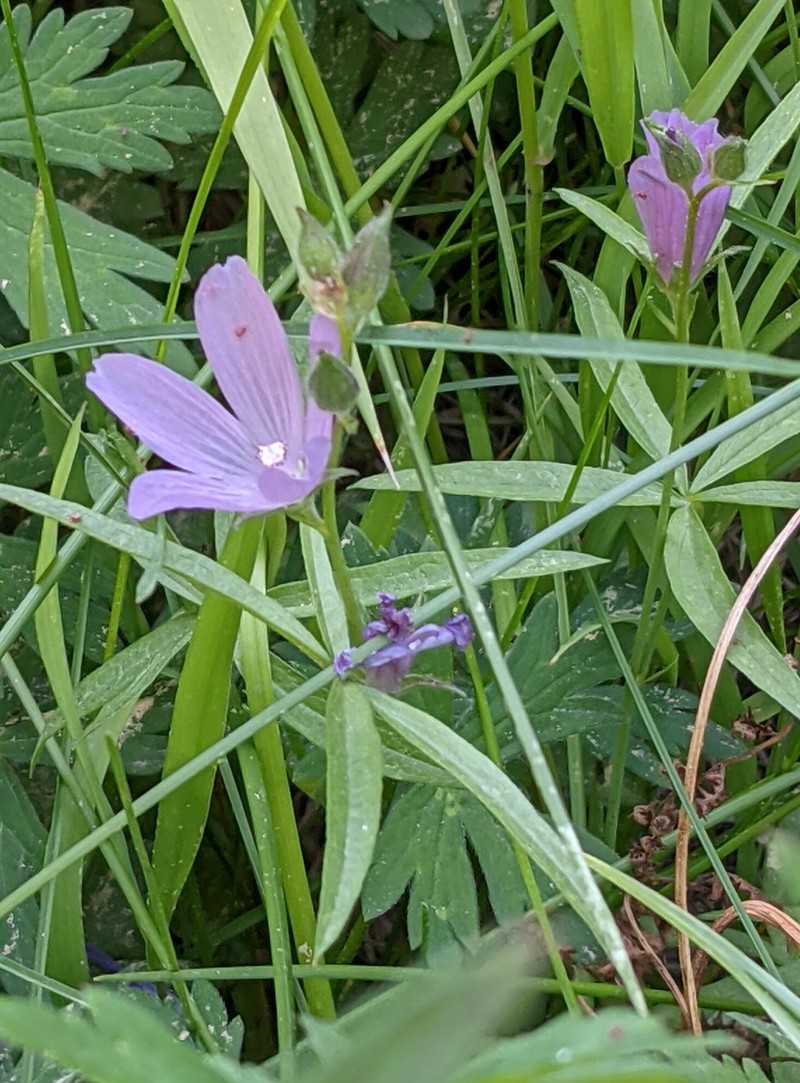 Sidalcea malviflora subsp. dolosa photo 2