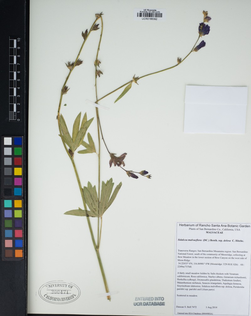 Sidalcea malviflora subsp. dolosa photo 3
