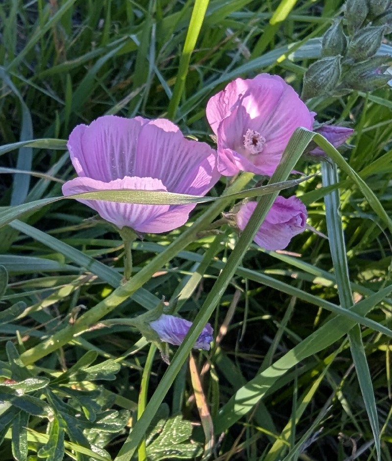 Sidalcea malviflora subsp. laciniata