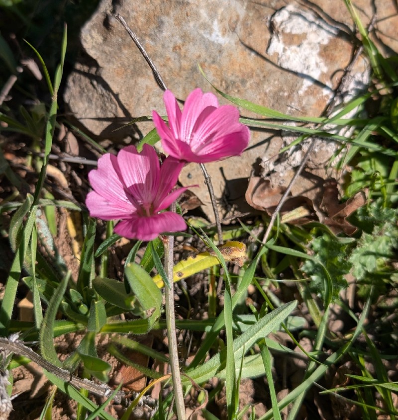 Sidalcea malviflora subsp. laciniata photo 2