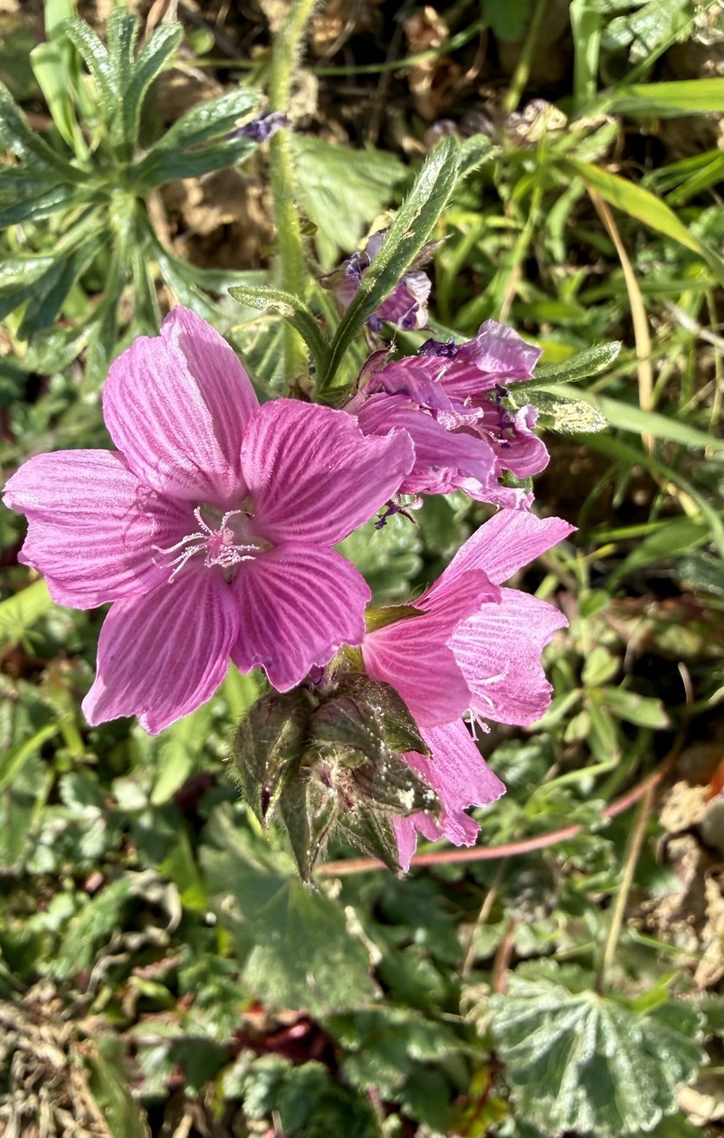 Sidalcea malviflora subsp. laciniata photo 3