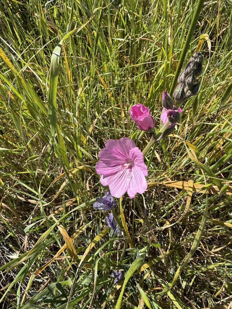 Sidalcea malviflora subsp. laciniata photo 4