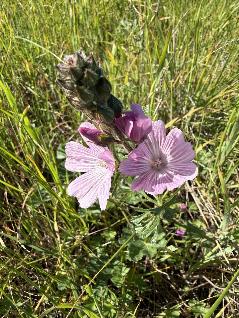Sidalcea malviflora subsp. laciniata photo 5