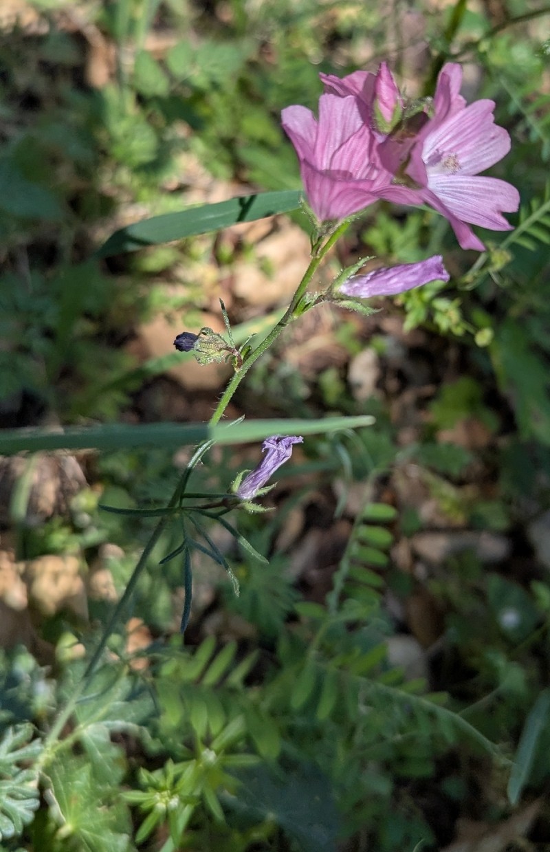 Sidalcea malviflora subsp. laciniata photo 6