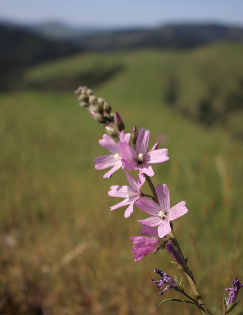 Sidalcea malviflora subsp. laciniata photo 7