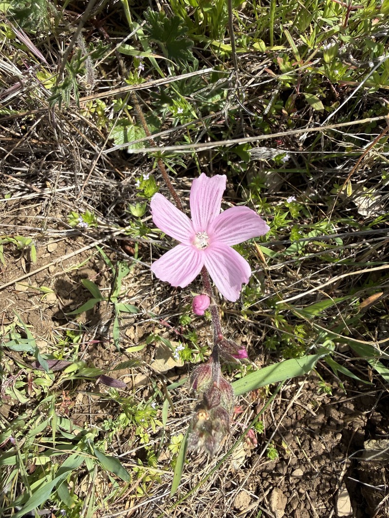 Sidalcea malviflora subsp. laciniata photo 8