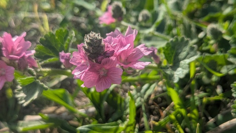 Sidalcea malviflora subsp. malviflora