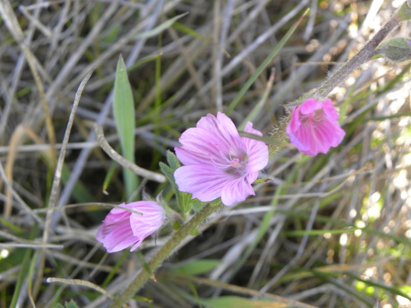 Sidalcea malviflora subsp. malviflora photo 2