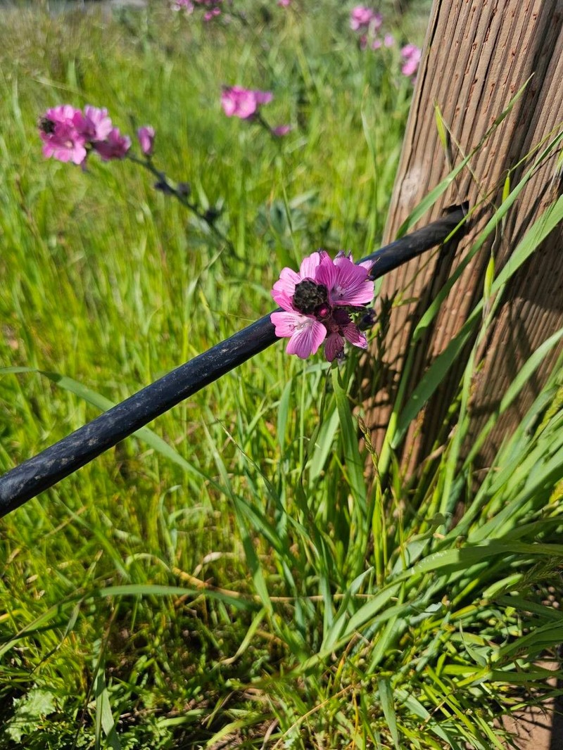 Sidalcea malviflora subsp. malviflora photo 3