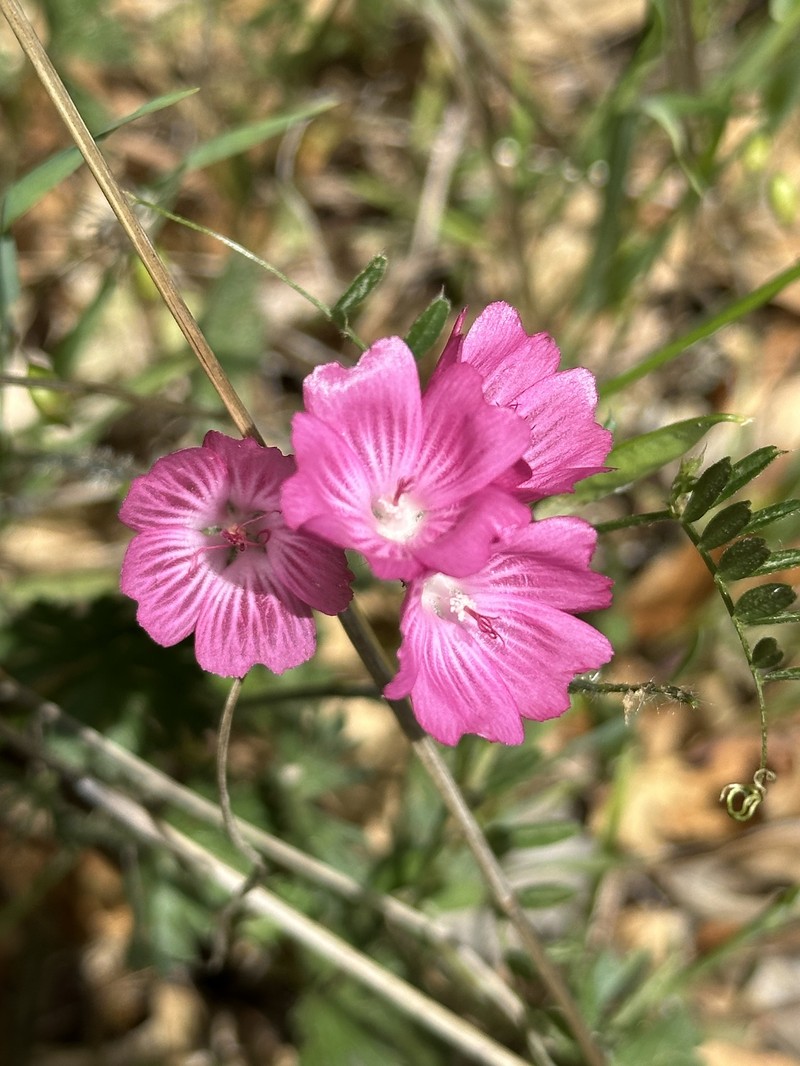 Sidalcea malviflora subsp. malviflora photo 4