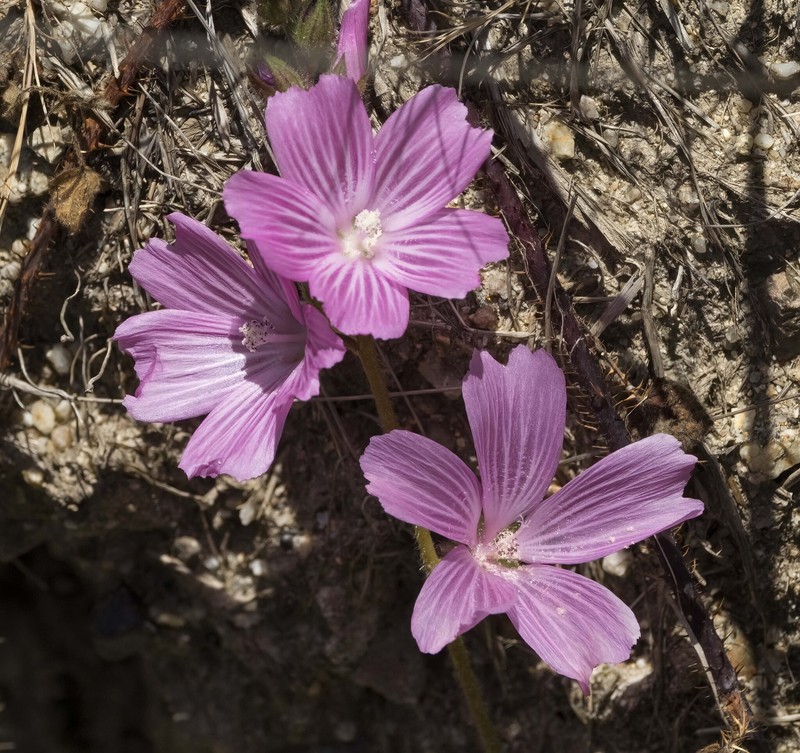 Sidalcea malviflora subsp. malviflora photo 5