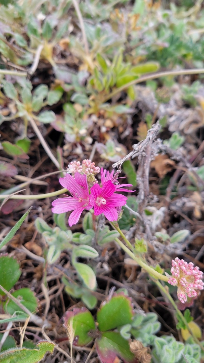 Sidalcea malviflora subsp. malviflora photo 6